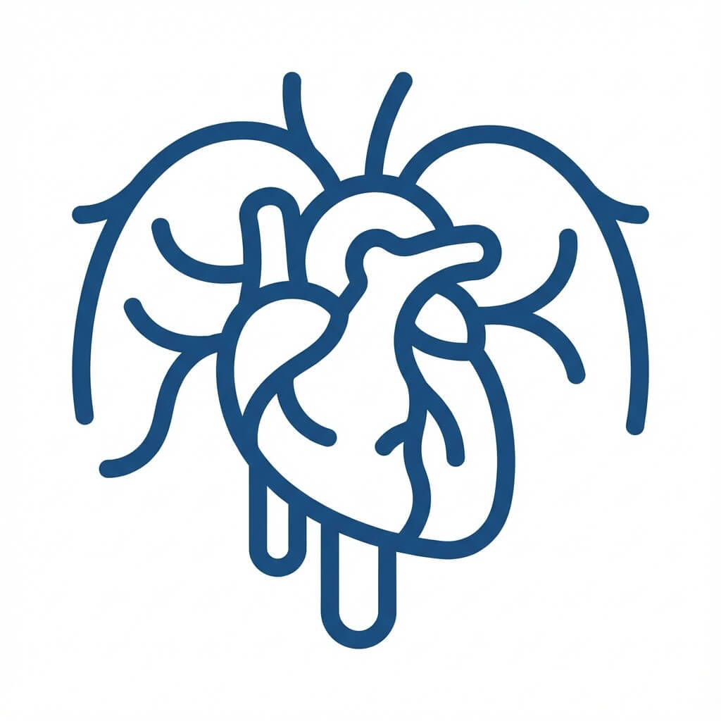 Causas físicas de la DE - Corazón y vasos sanguíneos