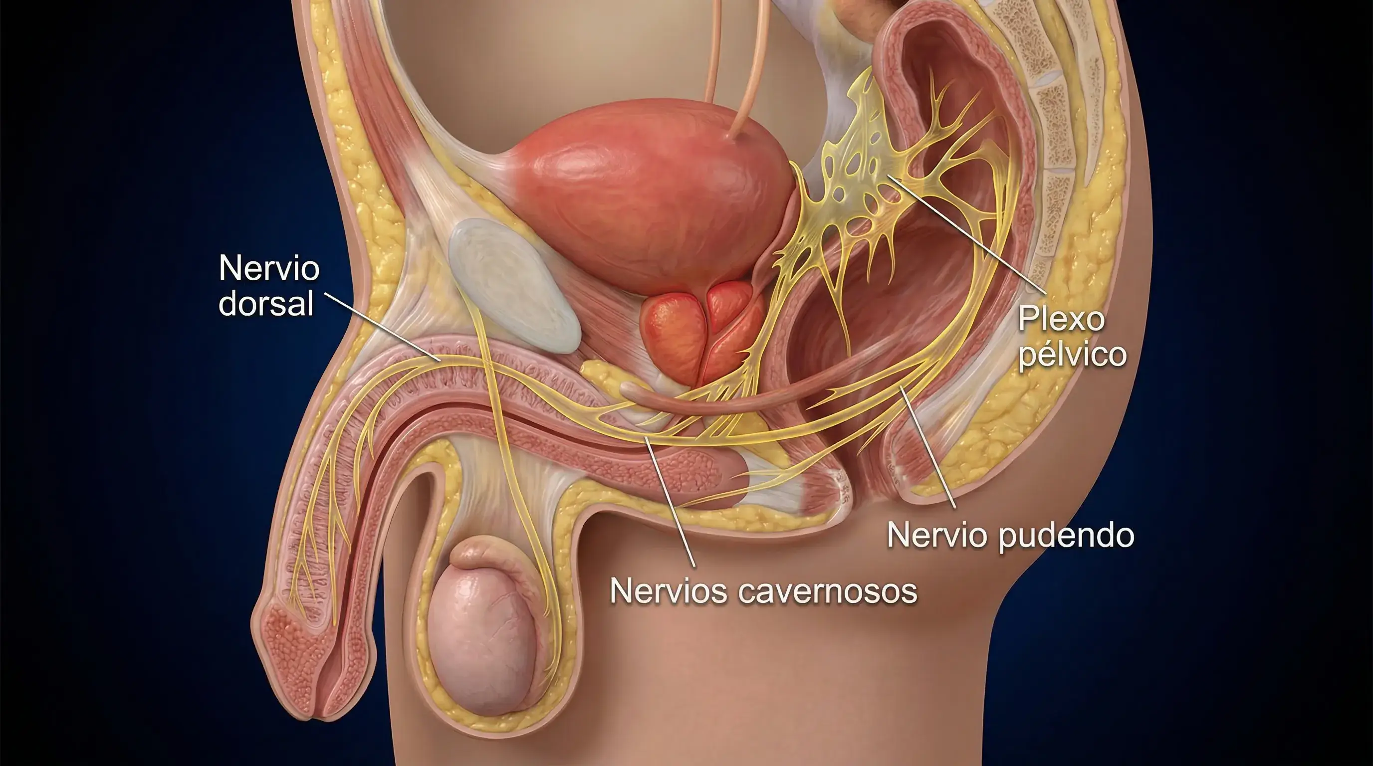 Anatomía de la próstata mostrando los nervios cavernosos y vasos sanguíneos